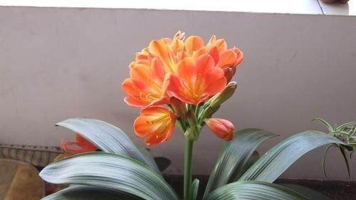 电视机|家里养君子兰,3个位置不能摆放,不然黄叶不开花,别忽视