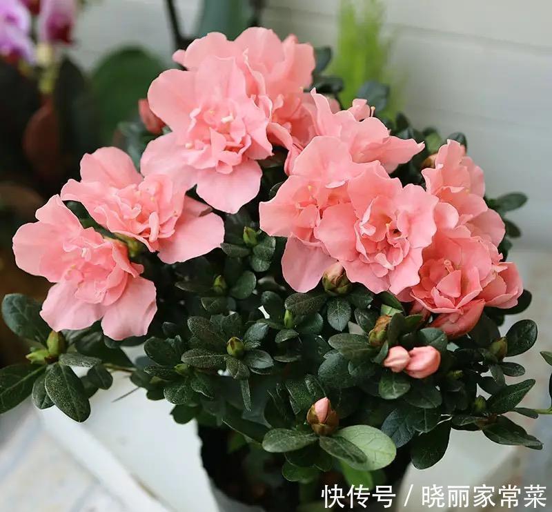 瓶瓶罐罐|养花很容易上瘾,一个“中毒太深”的花友自述,看完你还敢养花吗