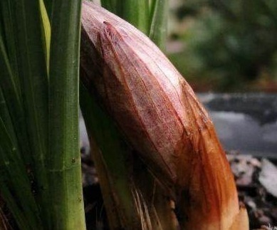 肥料|这1种东西吃剩了别扔了,当做肥料放进盆栽,兰花疯长发芽开花!