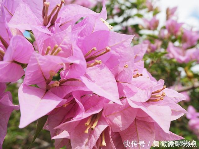 盘点三角梅十大常见品种,哪一种最名贵