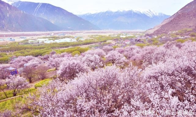 大唐|阳春三月,春回大地,三月赏花好去处