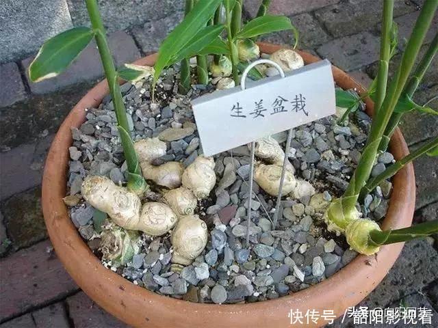教你在家种生姜，掰个小姜芽，夏天埋土里，不出两个月长成山