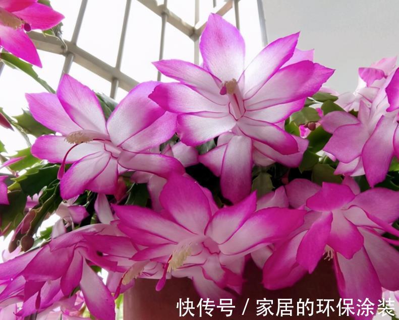 昼夜温差|8、9月养蟹爪兰，掌握住这2个小技巧，到了花期，花量翻倍