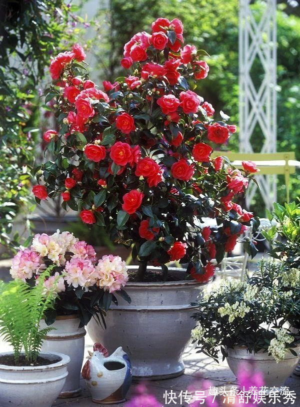 月季花|10种适合在秋季购买的盆栽花卉,提前买好,冬春时节持续有花开