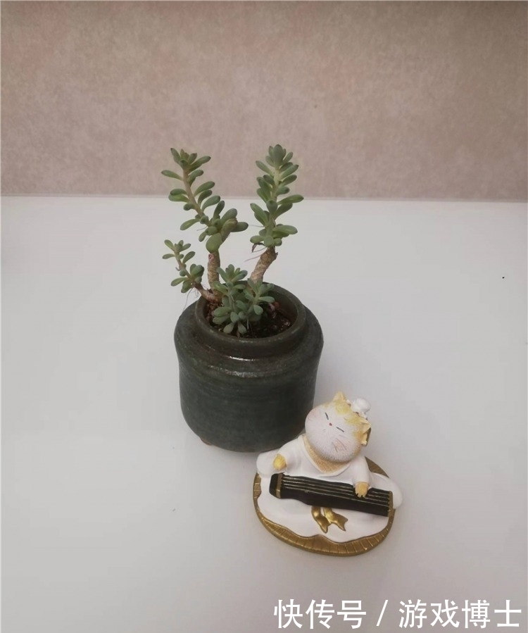 一肉一世界，一方一净土