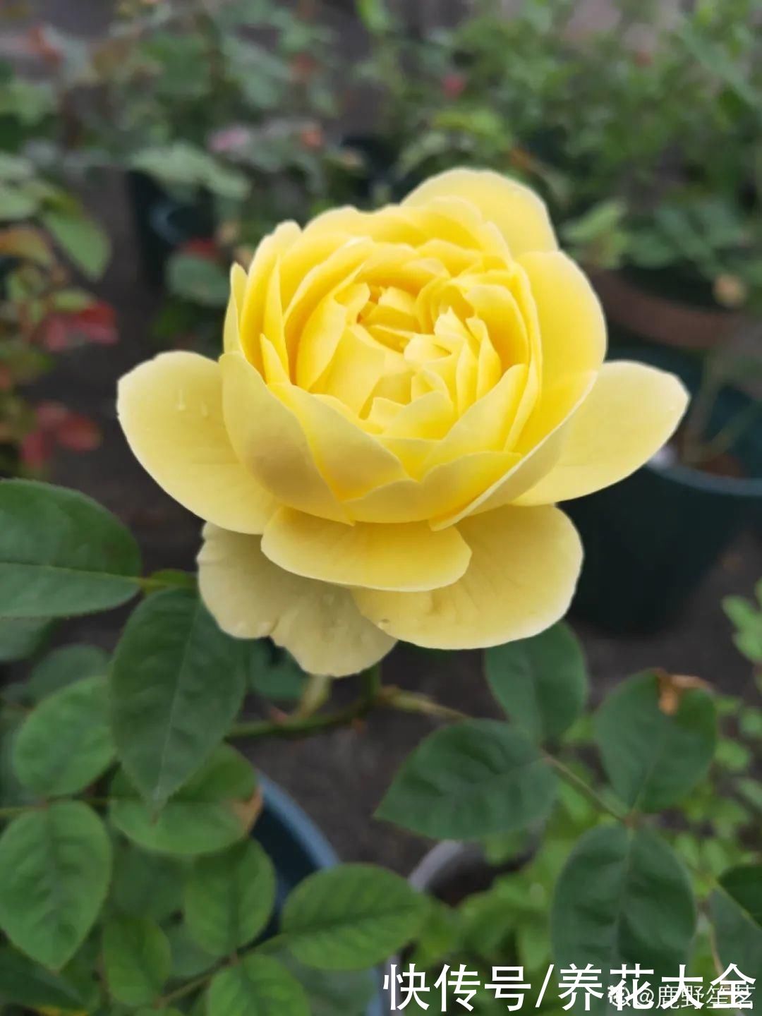 太阳|6种花，命里带“金”，太阳一照金灿灿