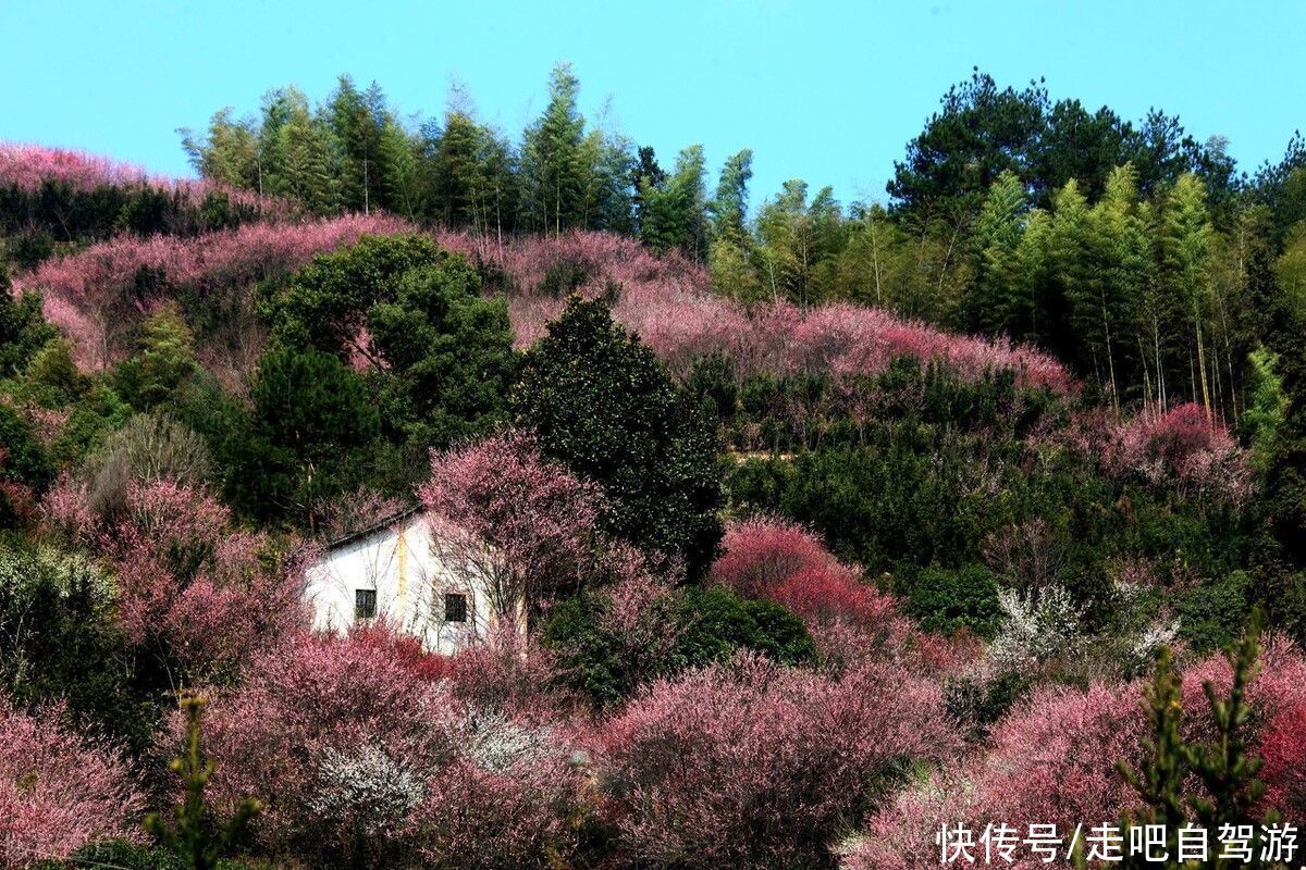 古村落|卖花渔村，只卖花不打渔的千年古村落，私藏了万亩的粉红梅花海