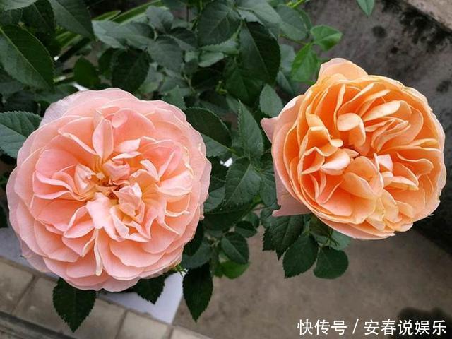 月季“饿”了,有预兆,吃饱,才能开花好