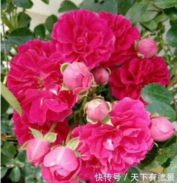 家养几款植物，给点阳光就灿烂，阳台开出花海，满屋都飘香