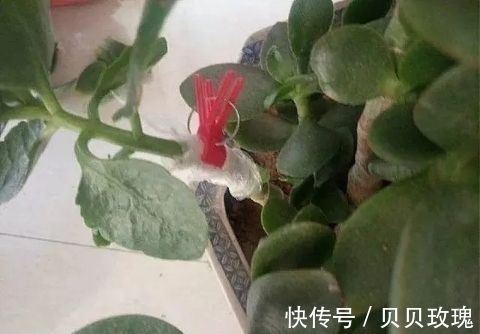 长寿花不好养,这样嫁接,以后不烂根,不黑腐,花开多爆盆