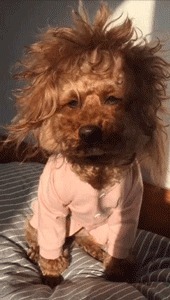 |搞笑GIF图:美女刚睡醒的样子vs你刚睡醒的样子!