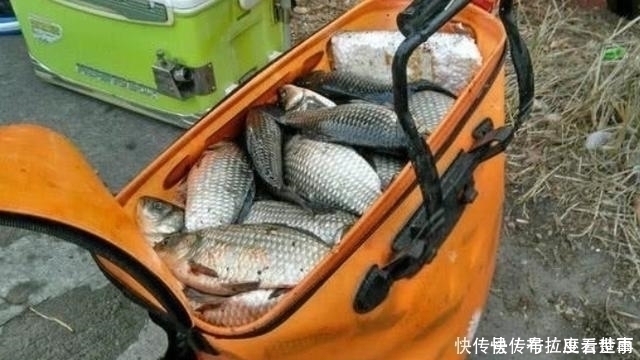 夏天|夏天唯独这鲫鱼饵才霸气,一般小药还真比不上难老司机藏着掖着