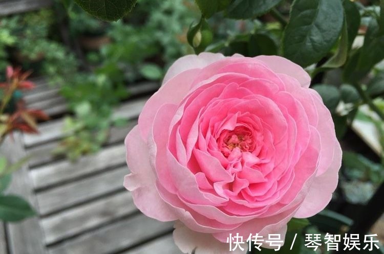 盆栽|最好养的月季花,养护容易,四季开花,可以阳台盆栽,值得入手