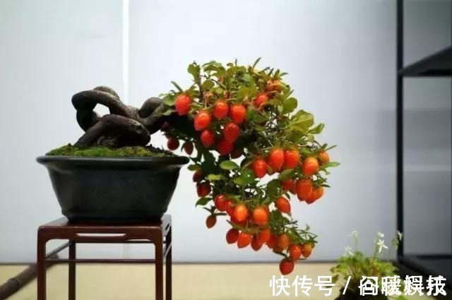 盆栽|家里摆上10种花,越来越兴旺、发达,个个都是“吉祥”花