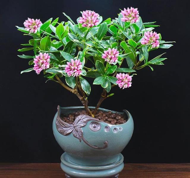 金边瑞香|6种“富贵花”，年底爱“涨价”，现在快入手，早买早赏早便宜