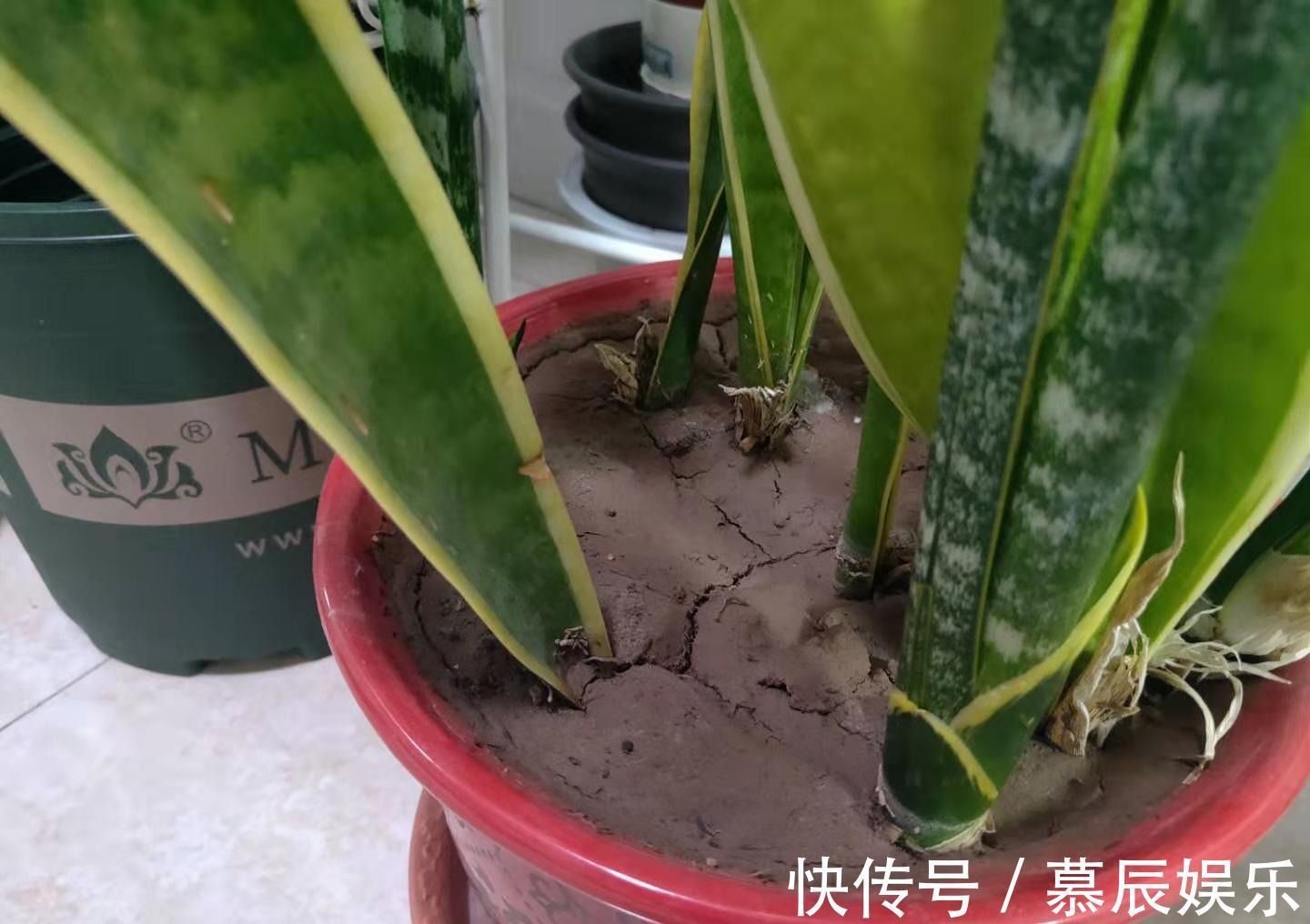 冬天养虎皮兰,就怕3种“要命水”,浇一次就黄了