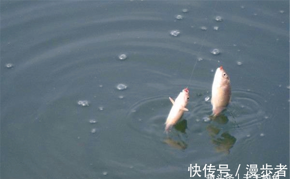 冬钓:精准定位鱼窝的2大策略,有鱼活动的地方,一眼就能看出来