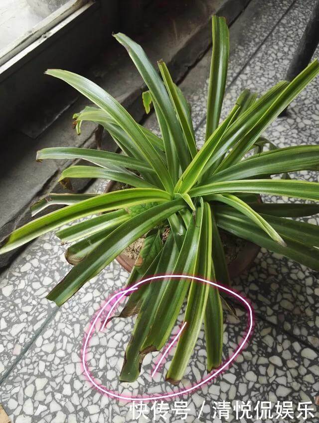 吊兰|金边吊兰叶子发软不挺拔,修修剪剪换个盆,一个月爆盆不是事
