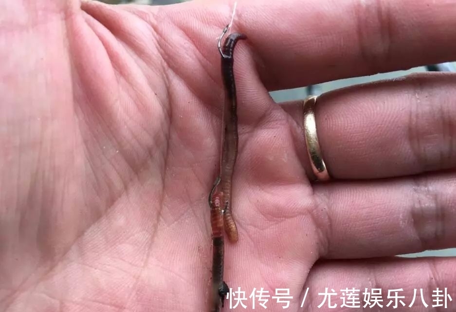 渔获|蚯蚓钓鱼,不可不知的6个技巧,能让你渔获翻2倍!