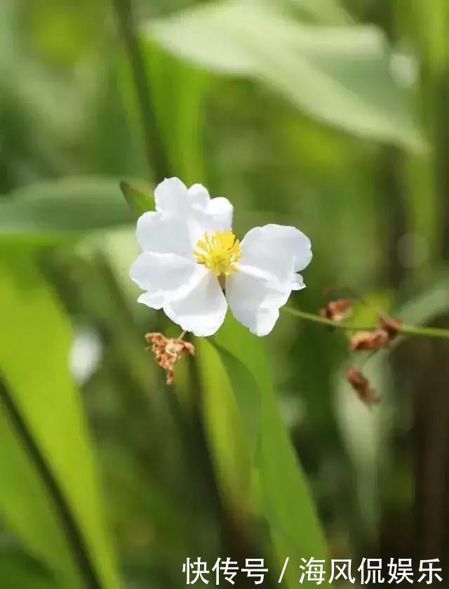 夏天泡脚，养生效果杠杠的！只需5分钟，祛湿又助眠