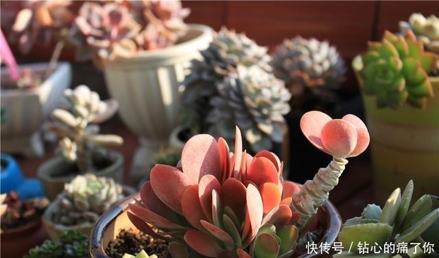 唐印,从菜到萌,从一到多!