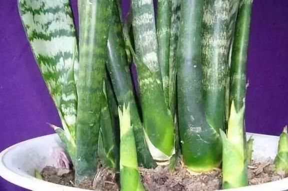 高手养虎皮兰土壤中加点“它”,一周冒出8个芽,呼呼长“爆盆”