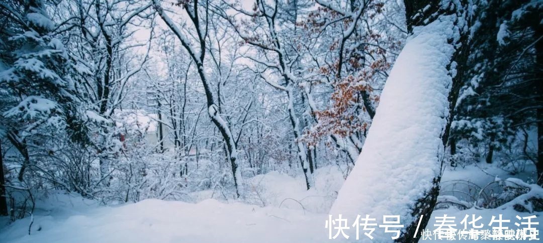 韦应物#咏雪最好的8首诗词,藏着千古名句,哪一首是你心中的第一