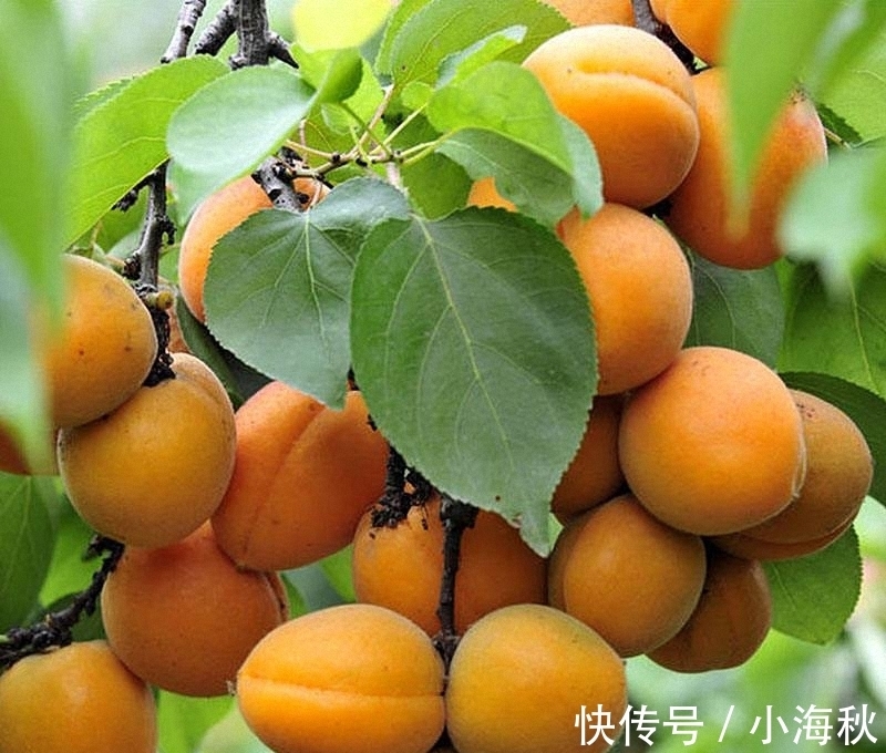 养殖|家中有院子,别傻傻的还种花草,快种上几样果树,想吃就摘