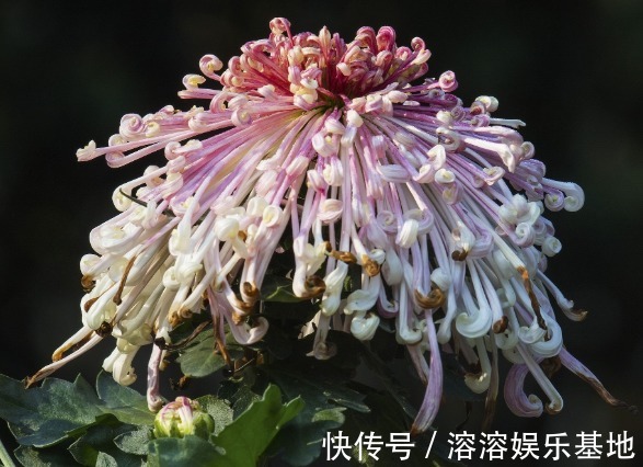 5款常见的菊花，放在阳台清新脱俗，不黄叶猛开花，造型妩媚，美