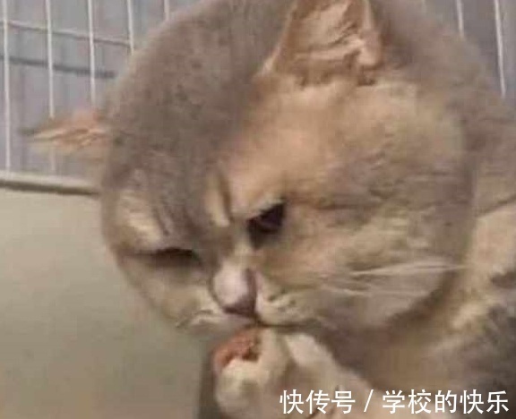 |大肥猫为了不剪指甲太搞笑，努力把自己缩成一只兔子，求主人放过