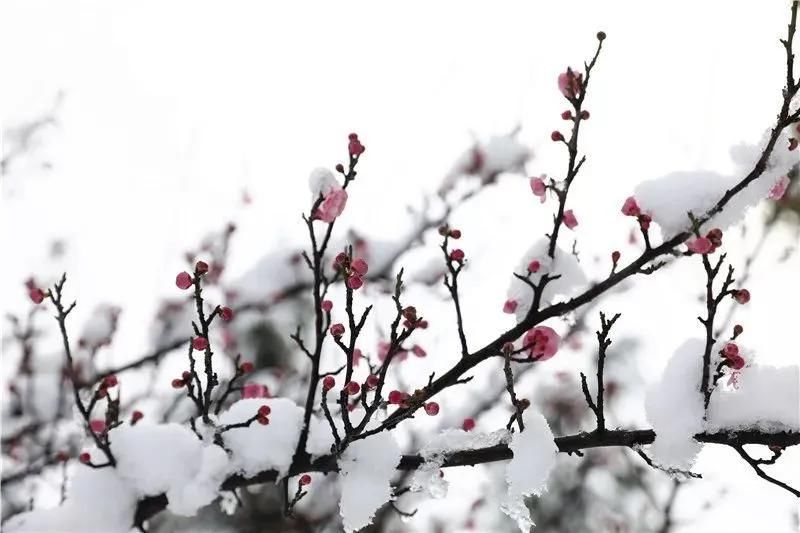 浪漫|煮雪烹茶，听雪敲竹……古人的冬天也浪漫？