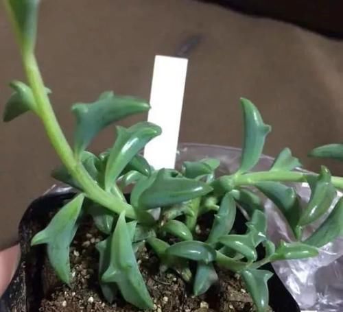 布纹|10种长相很怪异的盆栽植物,都很适合养在花盆里
