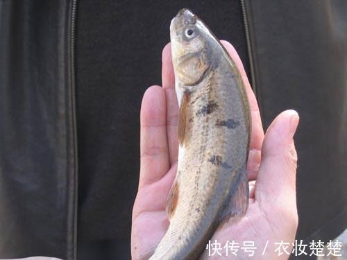 存量|50年前是“救命粮”,味道鲜美,今存量多达10万吨却不让吃