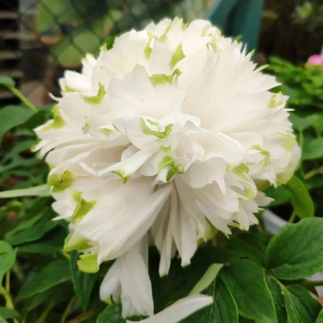 品种|这花只能秋天养,埋土里就活,晚了再等一整年!