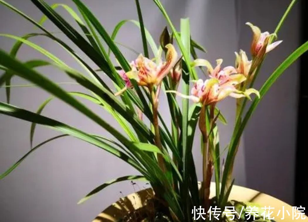 花卉|7种喜阴花，不能放在阳光下直晒，难怪容易出现黄叶枯萎