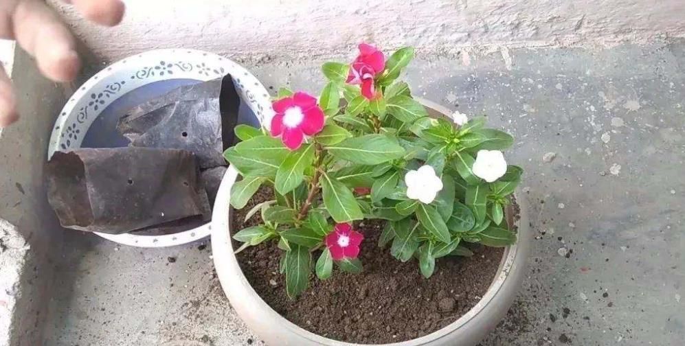 现在买年宵花有讲究,5种花再喜欢也别买,都是商家的智商税