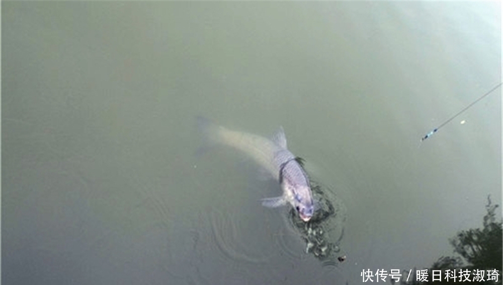 手竿遛大鱼,不必过于追求“动作招式”,记住这几点就不会跑鱼!