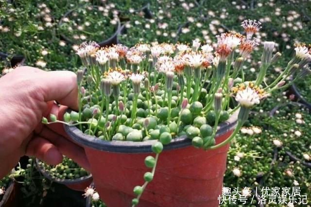 品种|以胖为美的12款漂亮多肉,很多都是大普货,喜欢养多肉的你养了吗