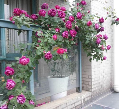 爆花|5种“耐寒花”，趁着秋天种一盆，爆花3个月，冬天不寂寞