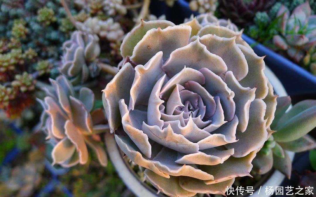 耐寒|好养又省心的“4种花”,不用管就蹭蹭长,是很棒的室内绿植