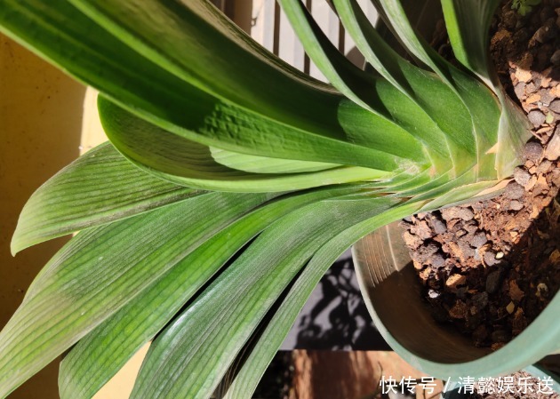 君子兰催花实操经验,现在行动,一个月后就冒花箭