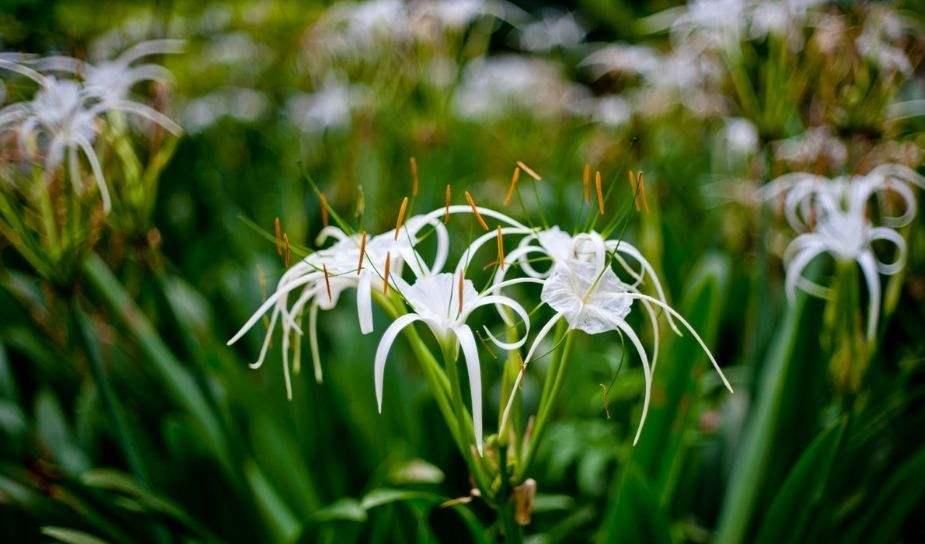 家里万万不要养这几种花，难怪家人身体越住越差，聪明人家从不种