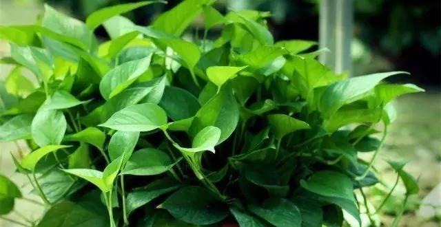 光合作用|绿萝“黄叶”怎么办几毛钱的“大补药”,根枝疯长,窜成小瀑布