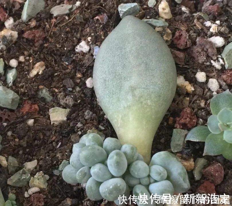 叶插|长寿开花变异了,十年都见不到一次,真稀罕