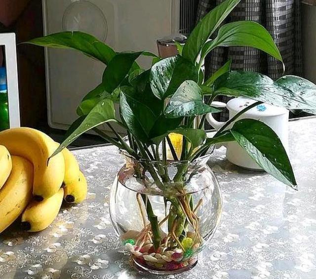 水培绿萝,施肥要谨慎,一个不注意,黄叶满盆,臭味满屋