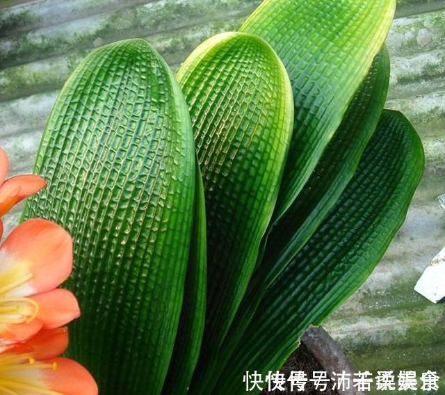 腰肥|君子兰肥到流油，长寿花开不断，原来他用了1个小方法！