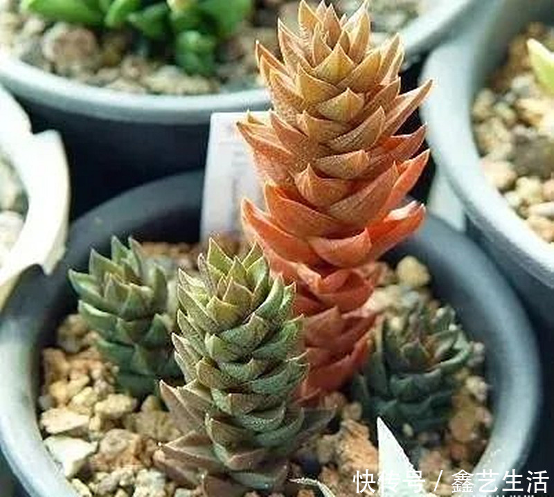 最全多肉养护法！十足干货！自己收藏就不用问别人啦！