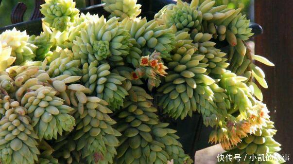 养多肉千佛手，记住4点，一棵长成一大盆，养成垂吊状，漂亮！