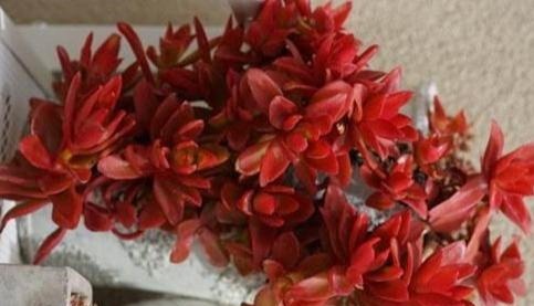 养什么多肉好6种好养活的“佛系”多肉,好养还省心