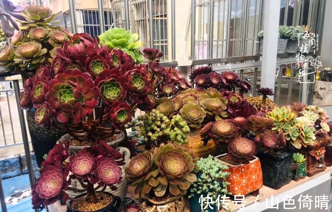 我与多肉植物百科的398天离别又重逢!